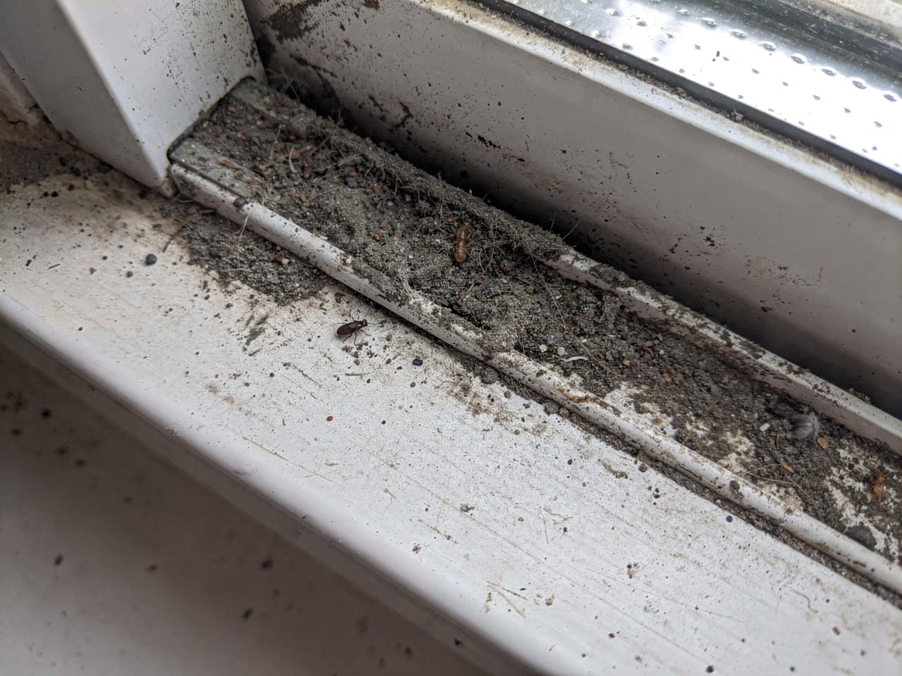 A window track packed with dirt, dead bugs, and grime before detailing